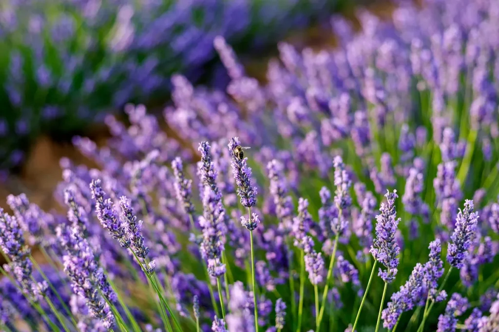 Plantas Aromáticas lavanda 